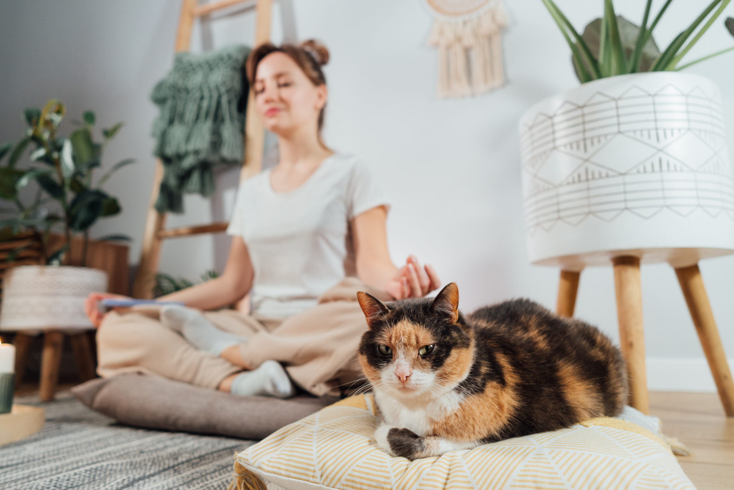Creating a Pet-Friendly Rental: How to Accommodate Tenants and Protect ...
