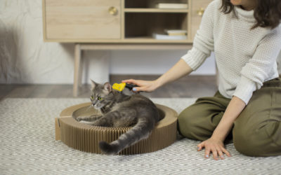 Breathe Easy: How to Get Rid of Cat Odor in Your House Without Harming Your Pets