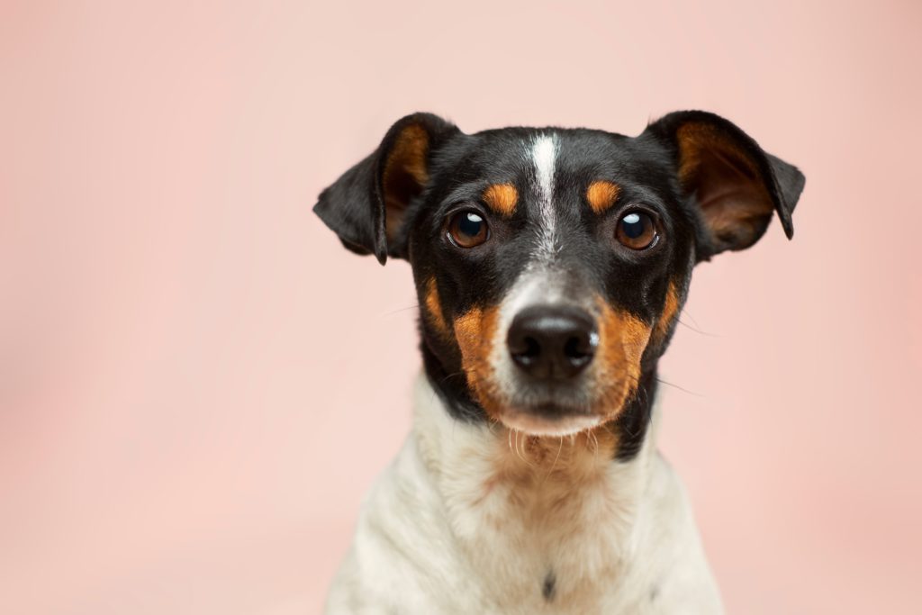 A dog staring at the camera