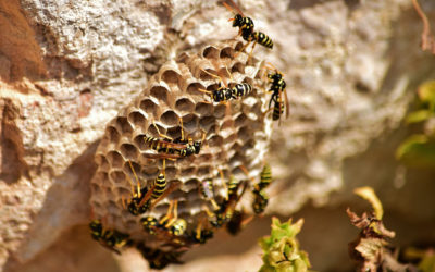 How to Get Rid of a Wasp Nest: Comprehensive Steps for Safety First
