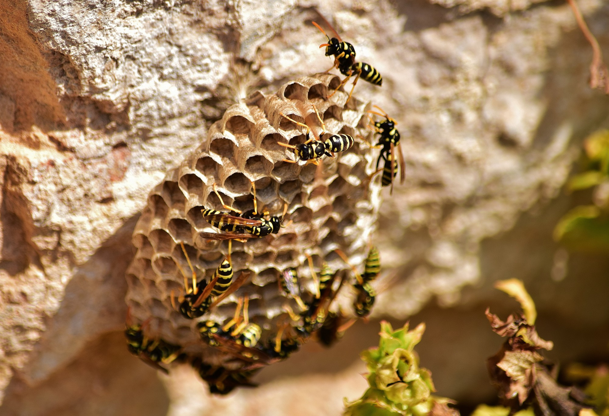 How to Get Rid of a Wasp Nest
