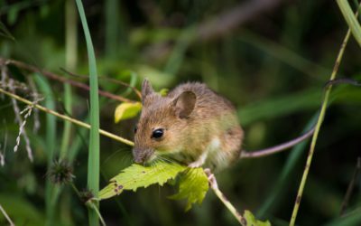 How to Get Rid of Mice Naturally: The Eco-Friendly Ways