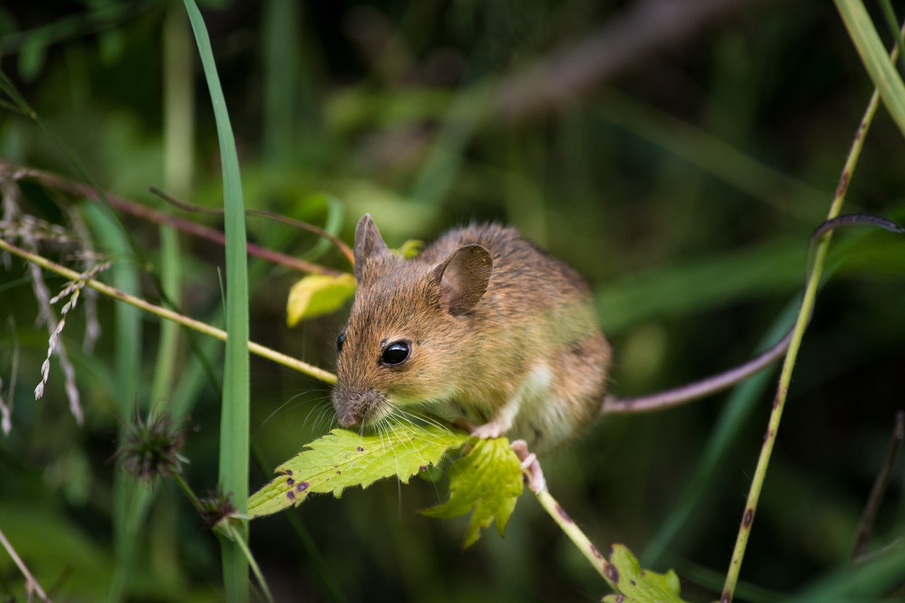 How to Get Rid of Mice Naturally